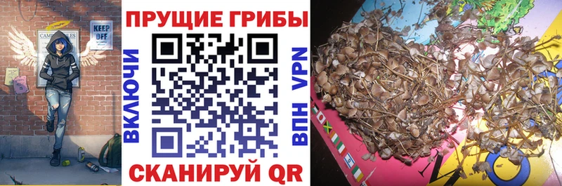 Галлюциногенные грибы ЛСД Губкинский